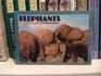 Elephants Postcard