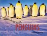 Animals of the Ocean  Penguins