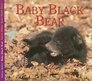 Baby Black Bear