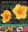 Miniature Roses An Illustrated Guide To Varieties Cultivation And Care With StepByStep Instructions And Over 145 Glorious Photographs