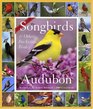 Audubon 365 Songbirds and Other Backyard Birds PictureADay Calendar 2009