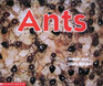 Ants