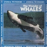The Wonder of Whales