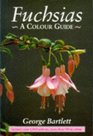 Fuchsias A Colour Guide