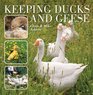 Keeping Ducks  Geese