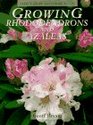 Growing Rhododendrons and Azaleas