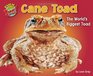 Cane Toad The World's Biggest Toad