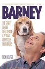 BarneyThe Stray Beagle Who Became a TV Star and Stole Our Hearts