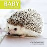 Baby Hedgehogs Calendar 2017 16 Month Calendar