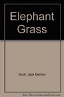Elephant Grass