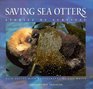 Saving Sea Otters Stories of Survival