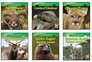 Animals That Live in the Mountains/ Animales De Las Montaas Complete Series