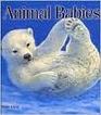 Animal Babies