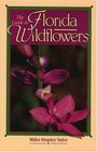 The Guide to Florida Wildflowers