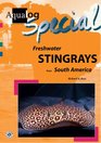 Freshwater Stingrays from South America