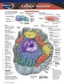 Cellular Anatomy