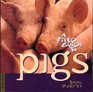 A Field Guide to Pigs