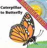 Caterpillar to Butterfly
