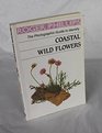 Coastal Wild Flowers