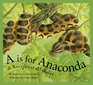 A Is for Anaconda A Rainforest Alphabet