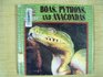 Boas Pythons and Anacondas