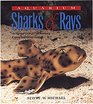 Aquarium Sharks  Rays An Essential Guide to Their Selection Keeping and Natural History