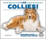 I Like Collies