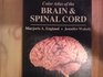 A Colour Atlas of the Brain and Spinal Cord An Introduction to Normal Neuroanatomy
