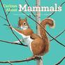 Curious About Mammals (Discovering Nature)