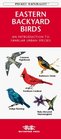 Eastern Backyard Birds An Introduction to Familiar Urban Species