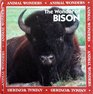 The Wonder of Bison