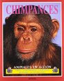 Chimpances Animales en accion