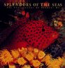 Splendors of the Seas The Photographs of Norbert Wu