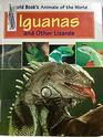 Iguanas And Other Lizards