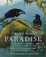 Drawn from Paradise The Discovery Art and Natural History of the Birds of Paradise