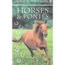 Usborne Spotter's Guide to Horses  Ponies