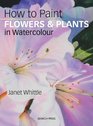How to Paint Flowers  Plants in Watercolour