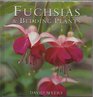 Fuchsias and Bedding Plants