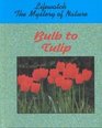 Bulb to Tulip