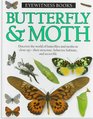 Butterfly  Moth