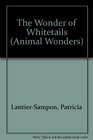 The Wonder of Whitetails