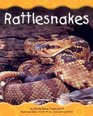 Desert Animals Rattlesnakes