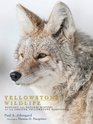 Yellowstone Wildlife Ecology and Natural History of the Greater Yellowstone Ecosystem
