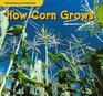 How Corn Grows