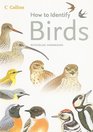 How to Identify Birds