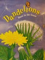 Dandelions Stars in the Grass