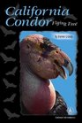 California Condor Flying Free