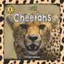 Safari Readers: Cheetahs (Safari Readers - Wildlife Books for Kids)