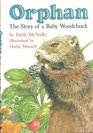 Orphan The Story of a Baby Woodchuck