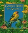 Garden Birds of America A Gallery of Garden Birds  How to Attract Them